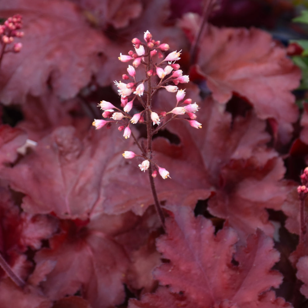 Forever® Red Coral Bells