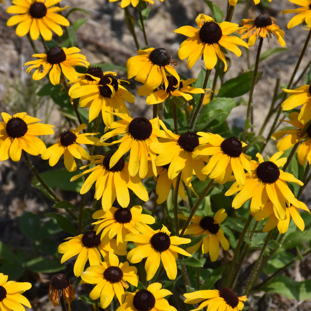 Black-eyed Susan