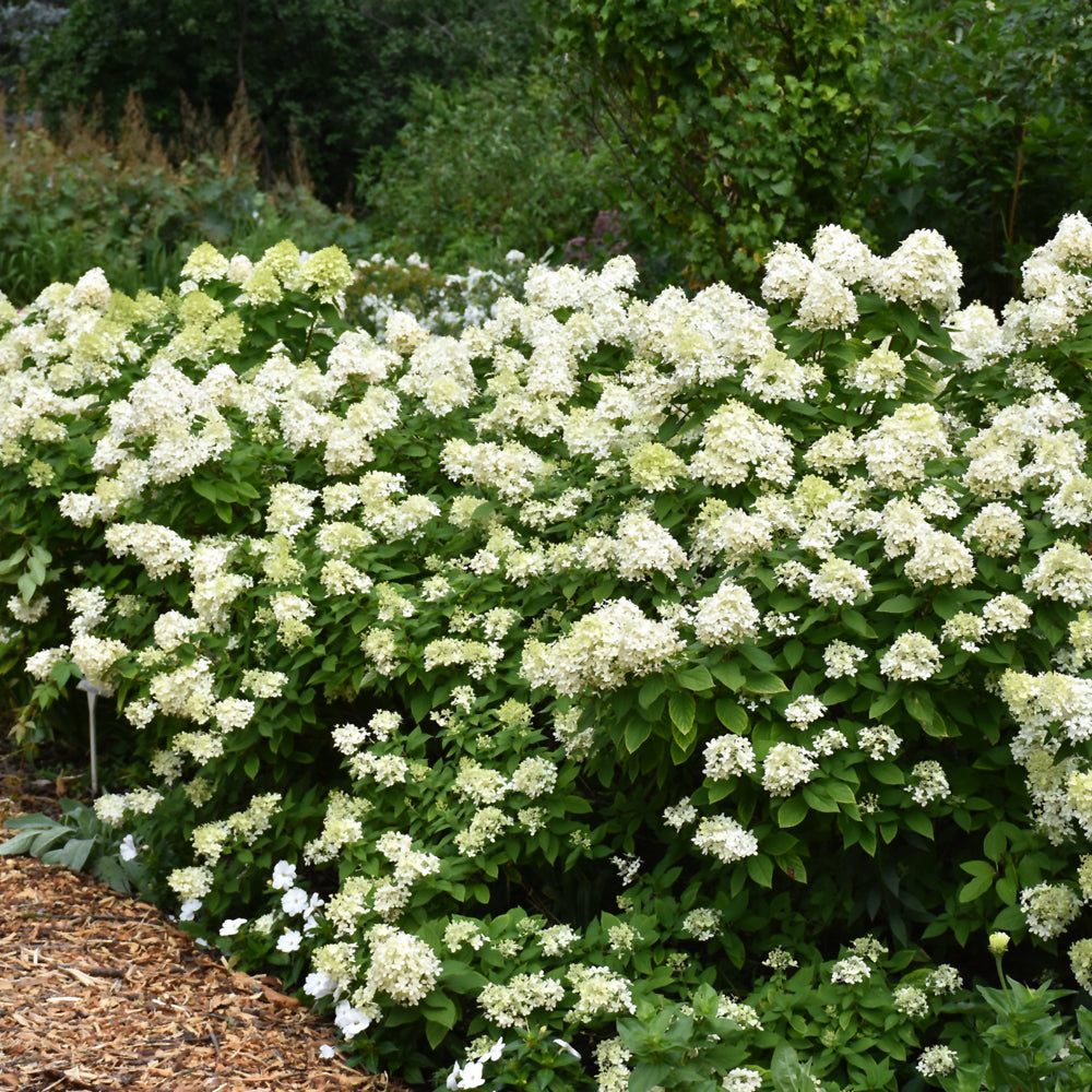 Limelight Prime® Hydrangea – Weston Nurseries
