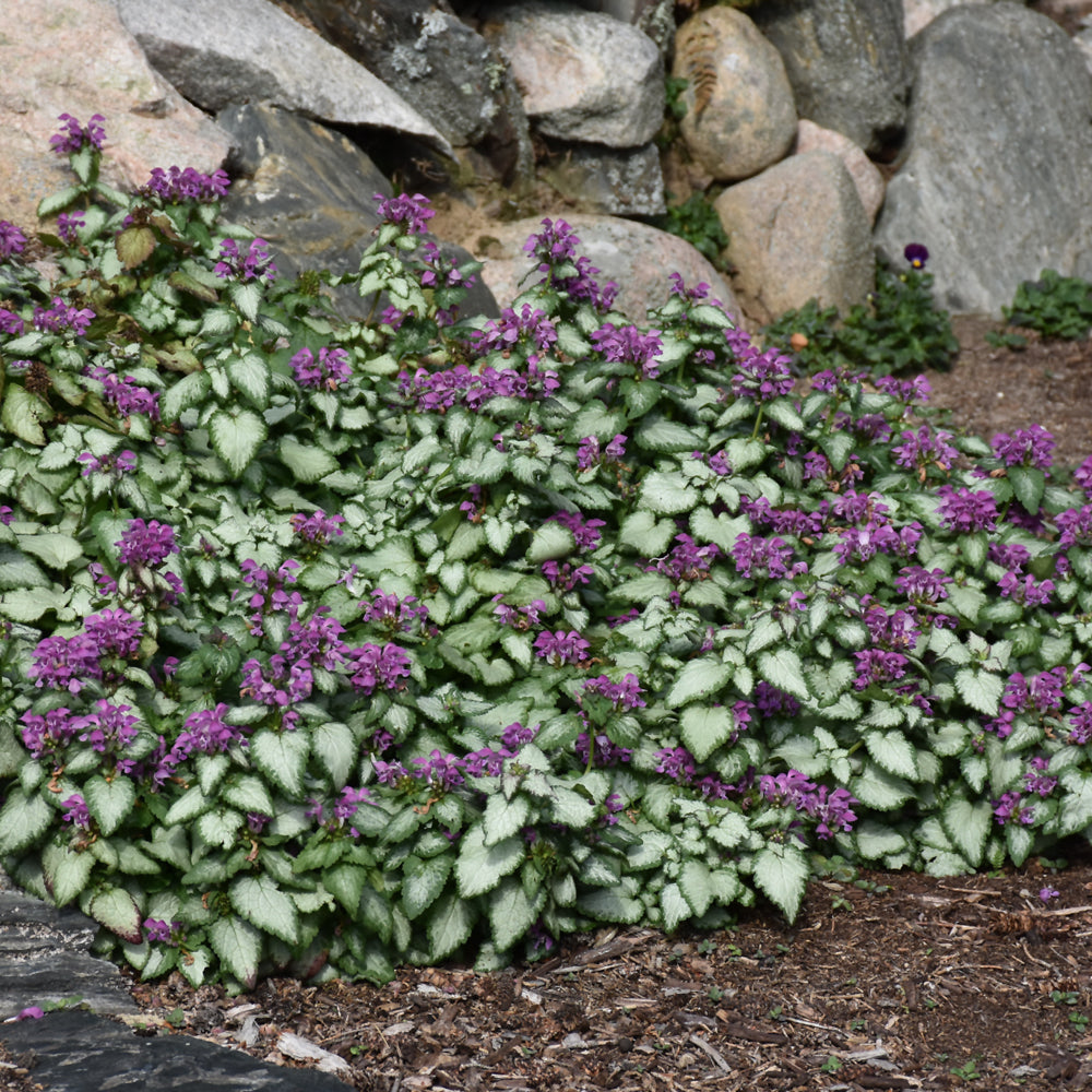 Purple Dragon Spotted Dead Nettle