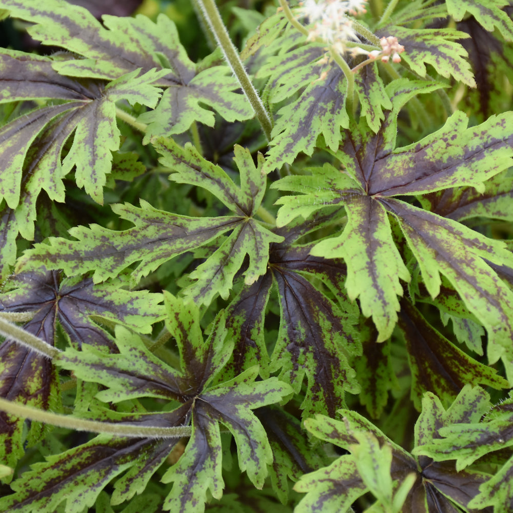 Cutting Edge Foamflower