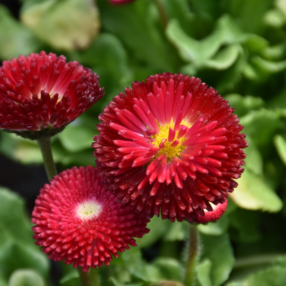 Bellis perennis 'Bellissima Red'