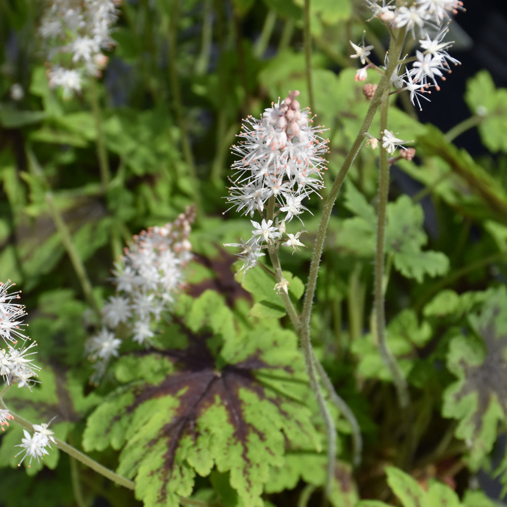Fingerpaint Foamflower
