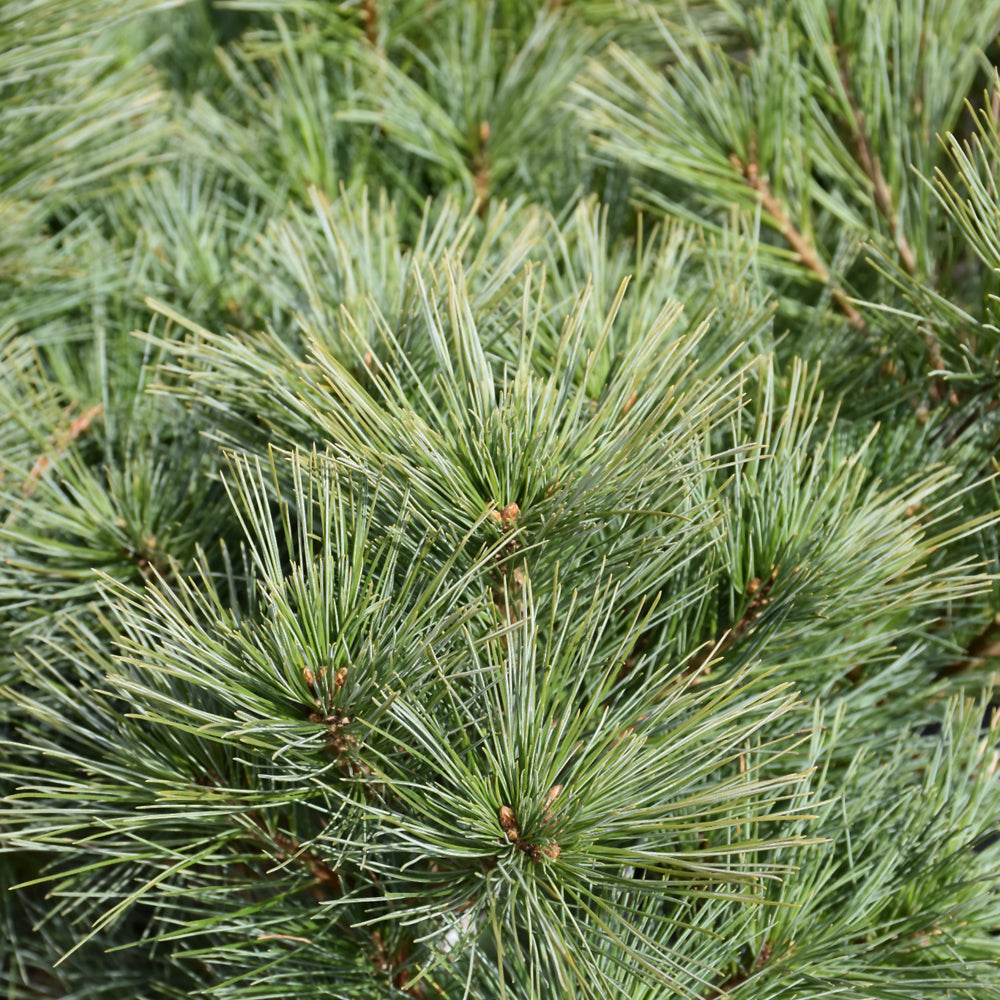 Pinus strobus 'Horsford Dwarf'
