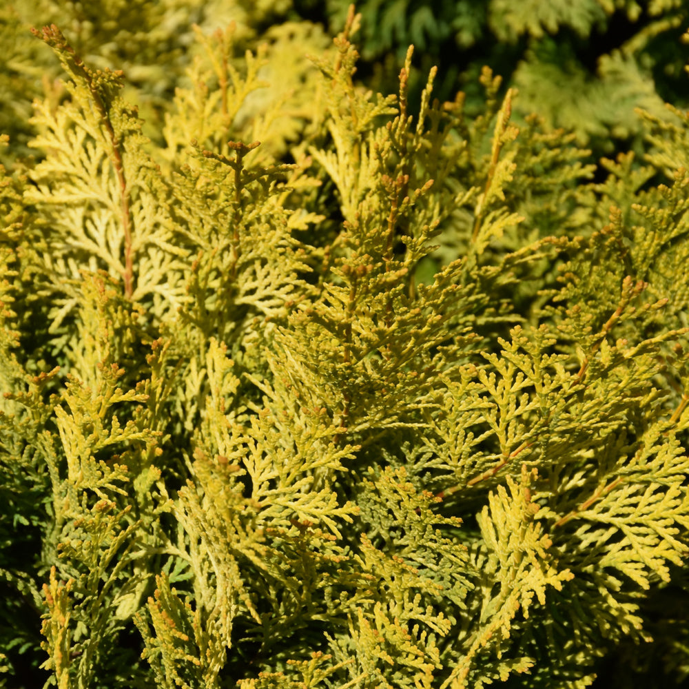 Chamaecyparis obtusa 'Conschlecht'