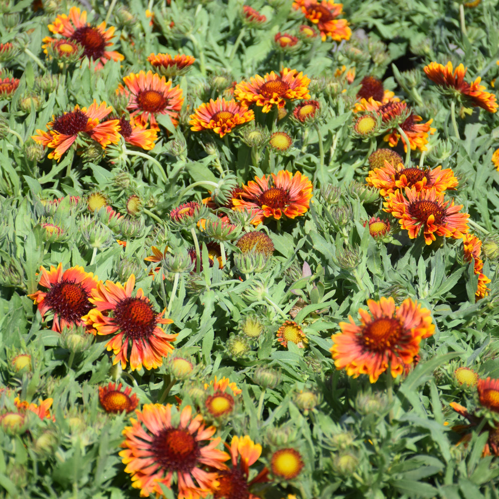 SpinTop™ Copper Sun Blanket Flower