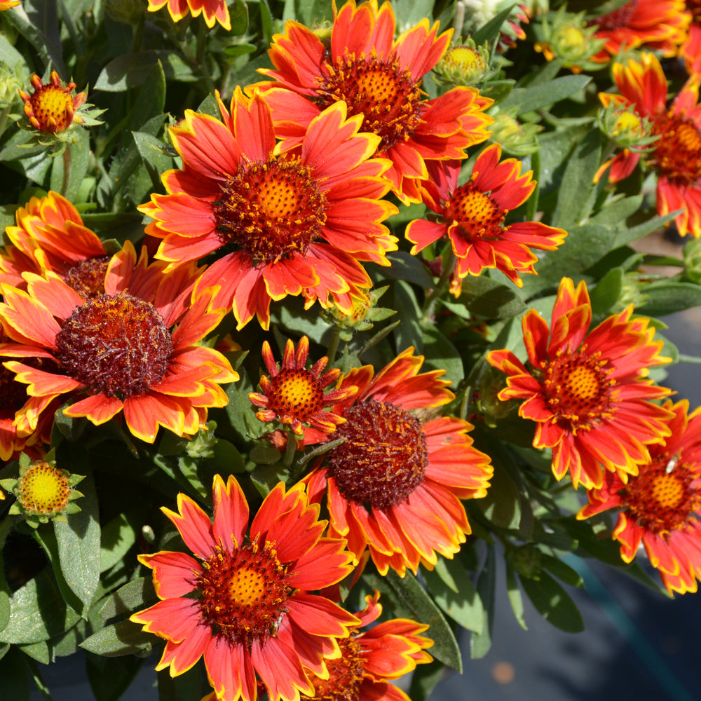SpinTop™ Orange Halo Blanket Flower