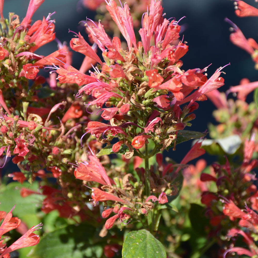 Kudos™ Red Hyssop