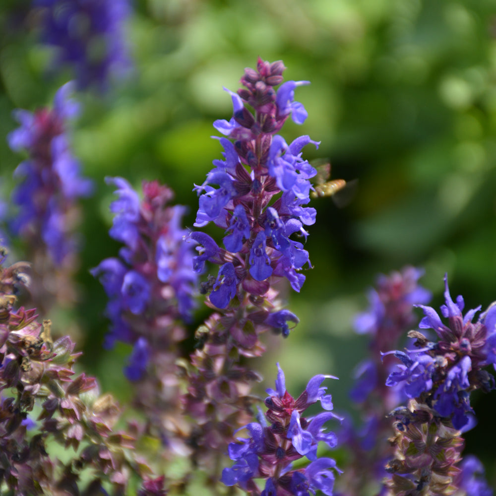 Blue Bouquetta Meadow Sage