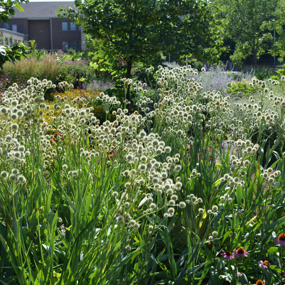 Rattlesnake Master