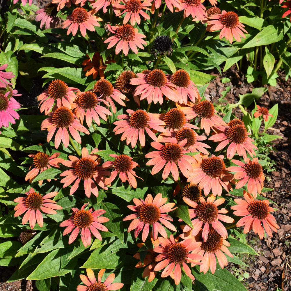 Sombrero® Fiesta Orange Coneflower