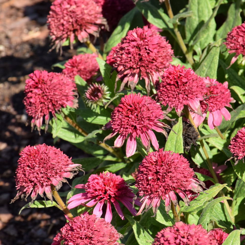 Echinacea 'Raspberry Beret'