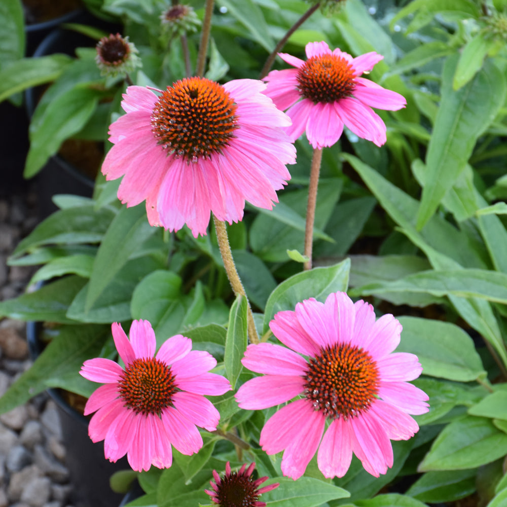 Sombrero® Rosada Coneflower