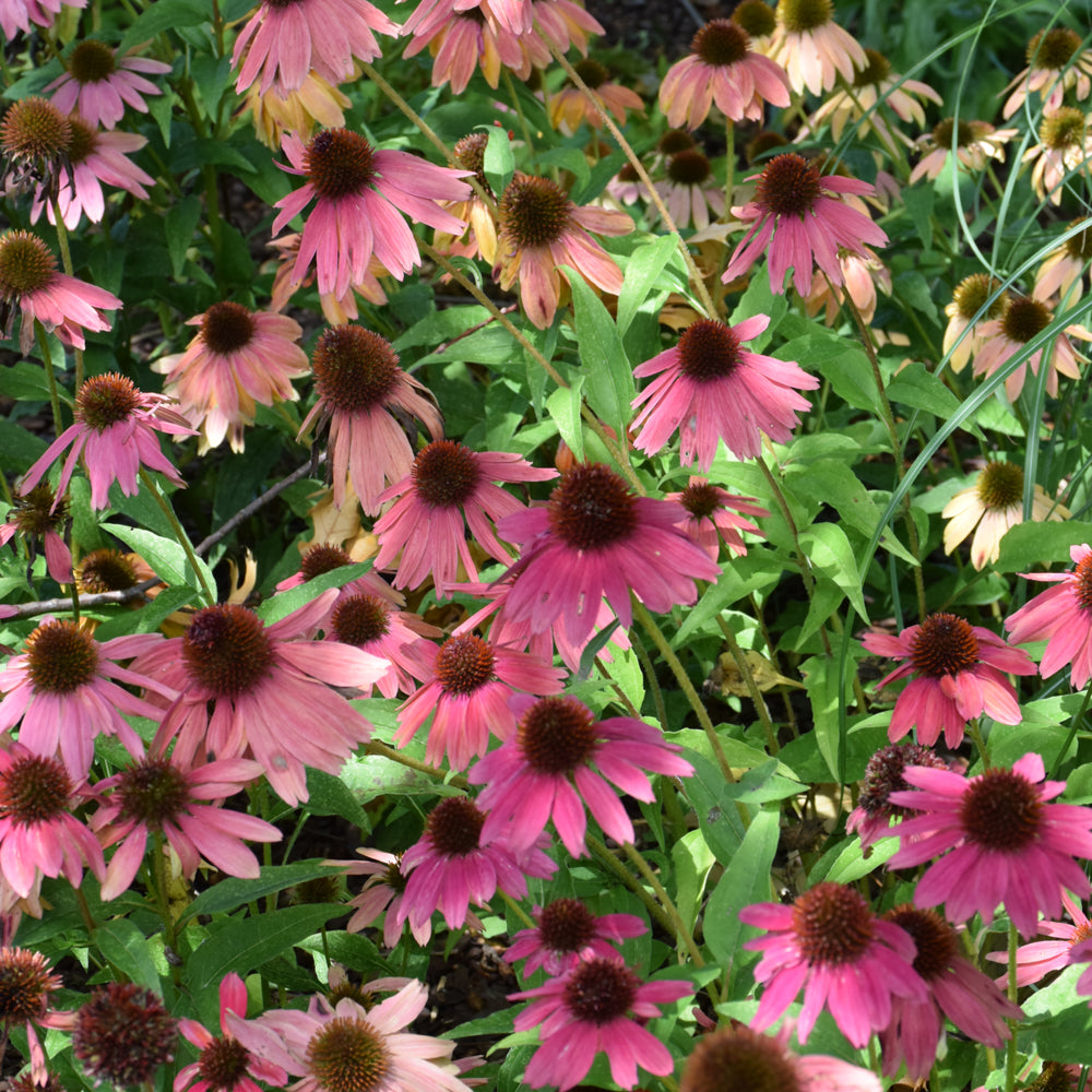 Artisan™ Red Ombre Coneflower