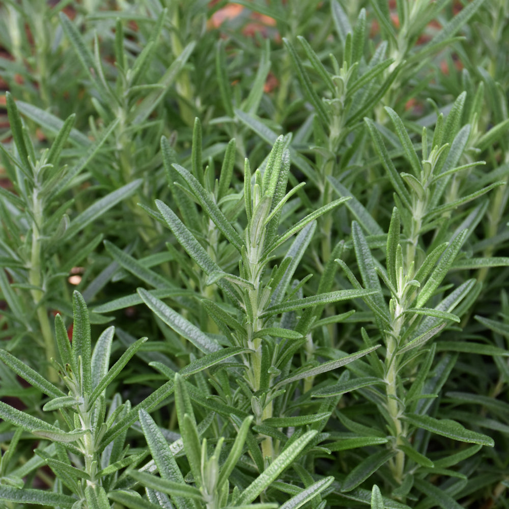Gorizia Rosemary