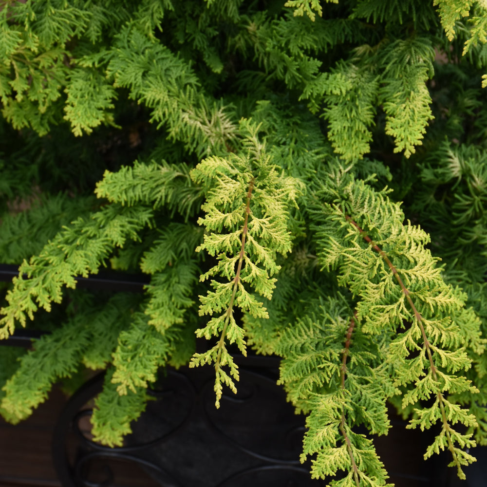Chamaecyparis obtusa 'Fernspray Gold'
