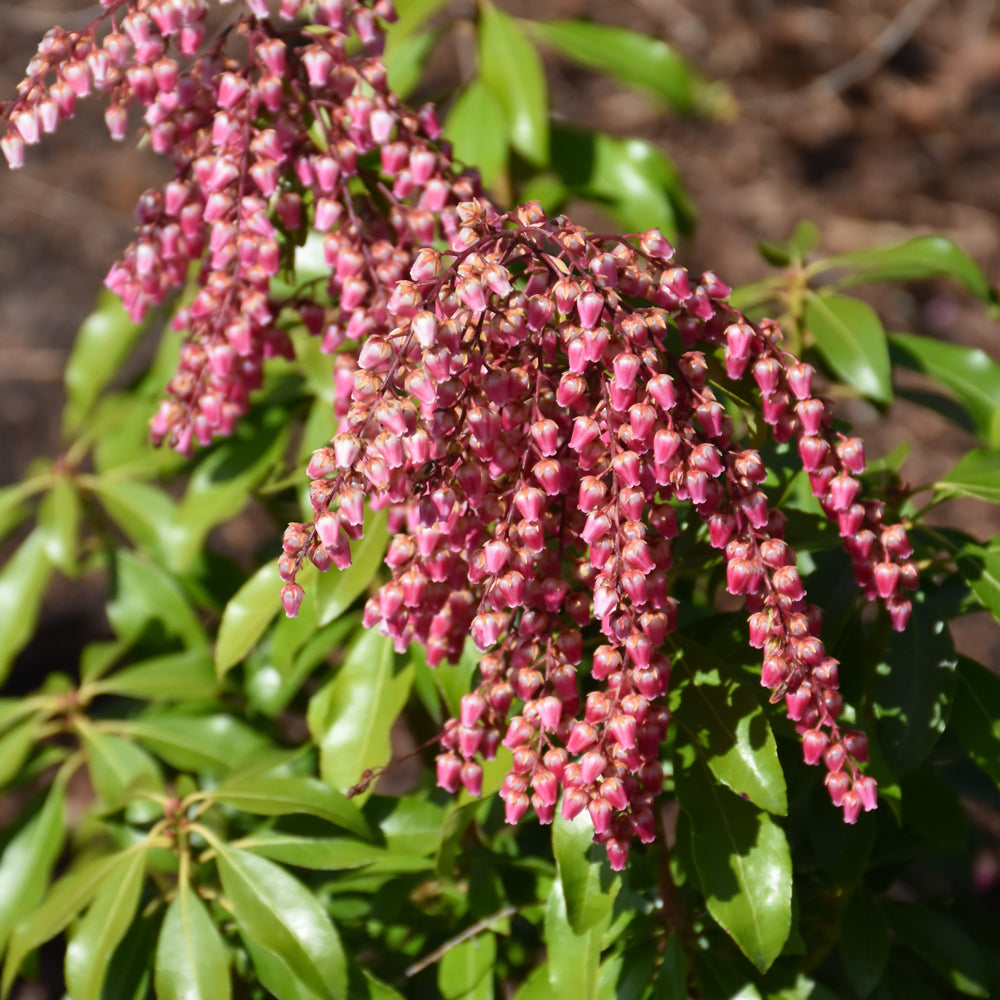 Interstella® Lily of the Valley Shrub