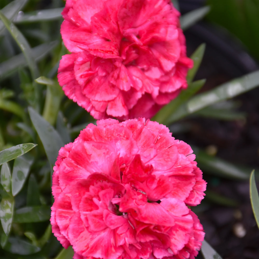 Fruit Punch® Raspberry Ruffles Pinks
