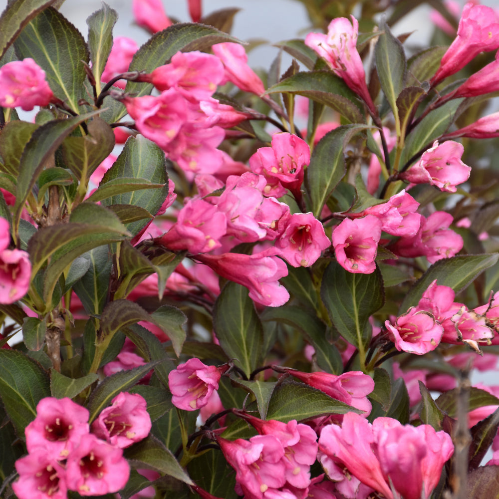 Weigela florida 'Alexandra'