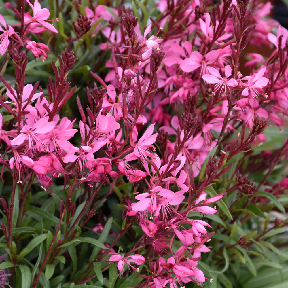 Gaura lindheimeri 'KLEAU04263'