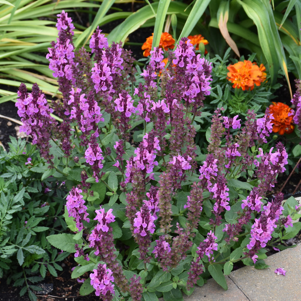 Rose Marvel Meadow Sage