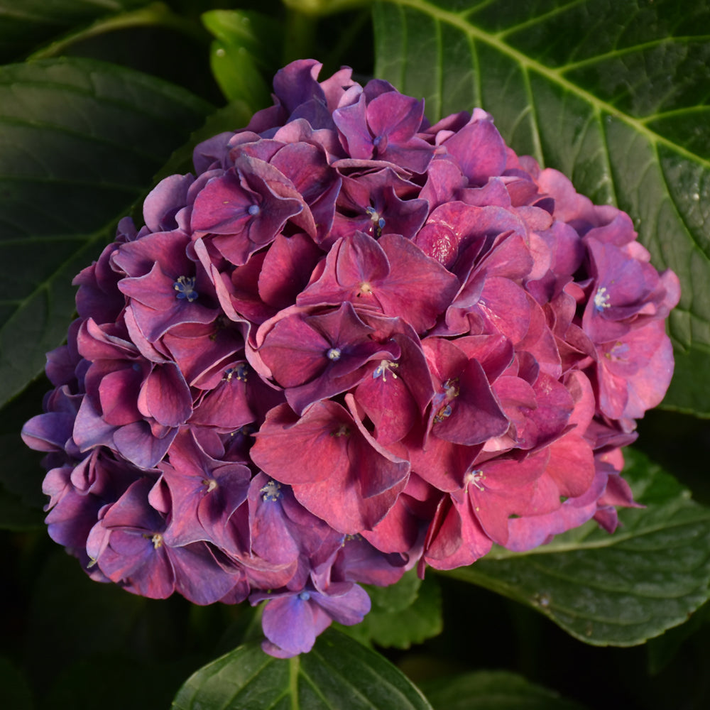 Hydrangea macrophylla 'Stragrum'