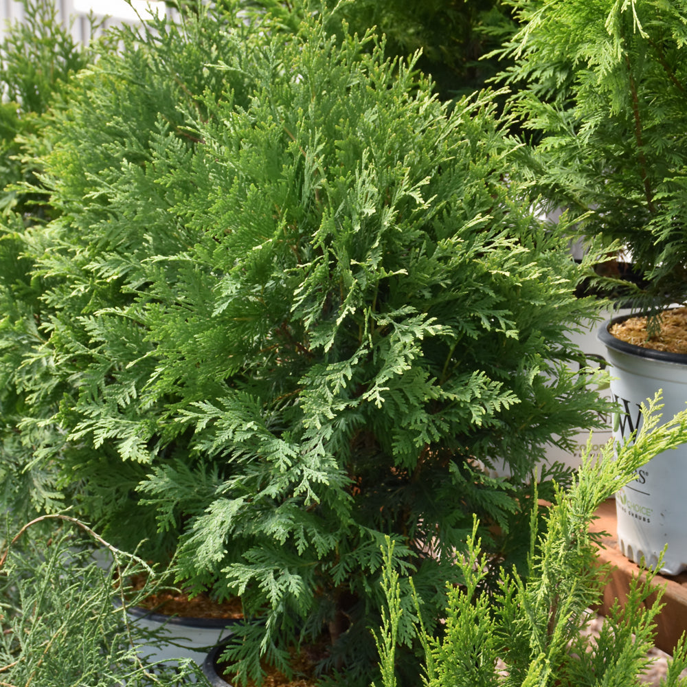 Thuja occidentalis 'SMNTDGT'