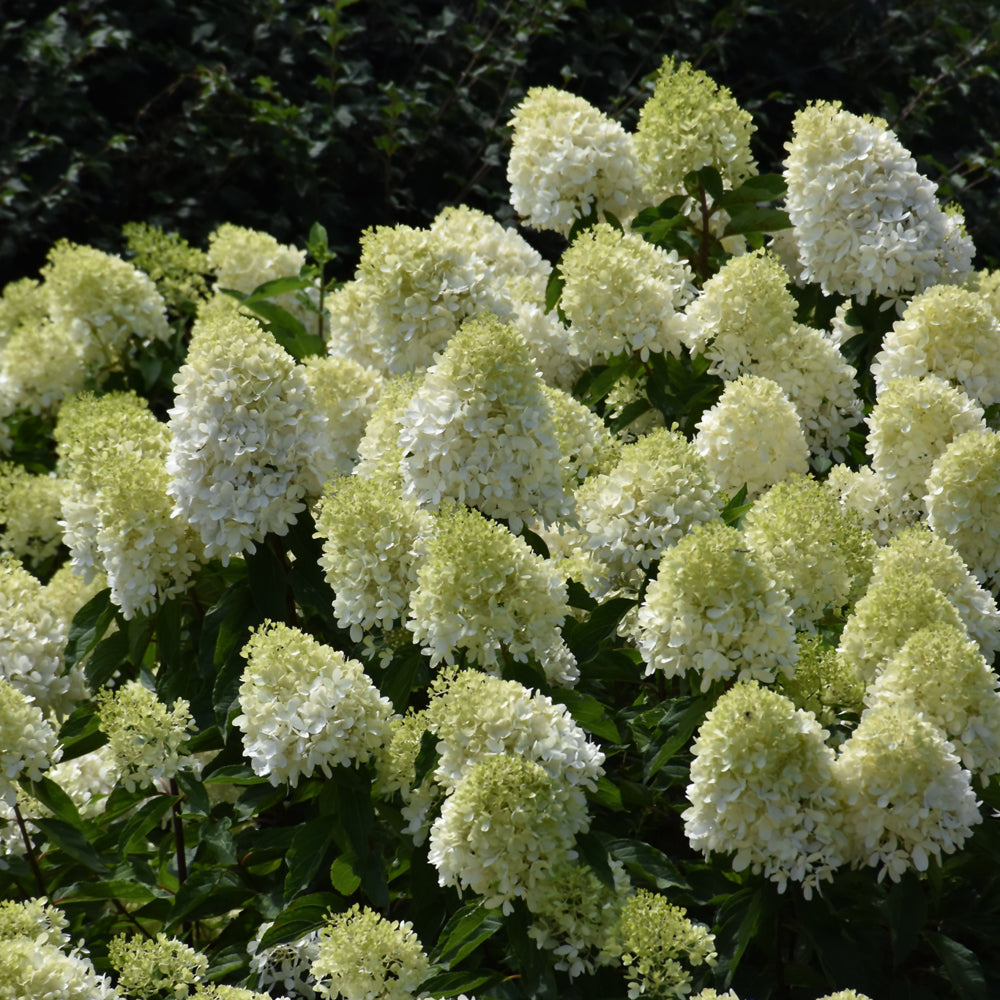 Limelight Prime® Hydrangea
