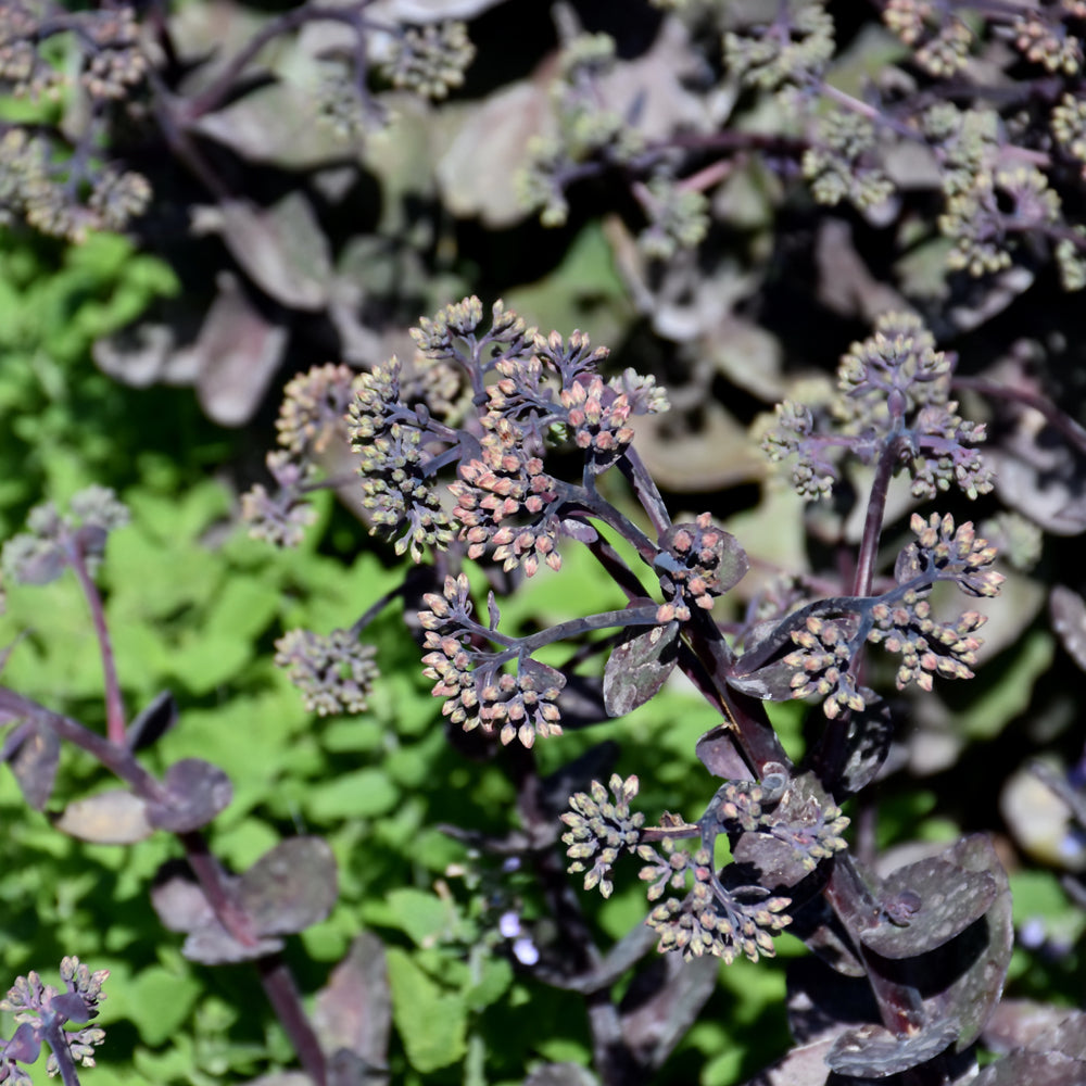 Night Light Stonecrop