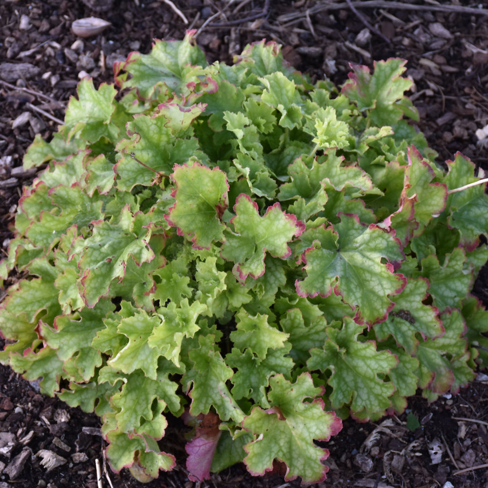 Dolce® Apple Twist Coral Bells