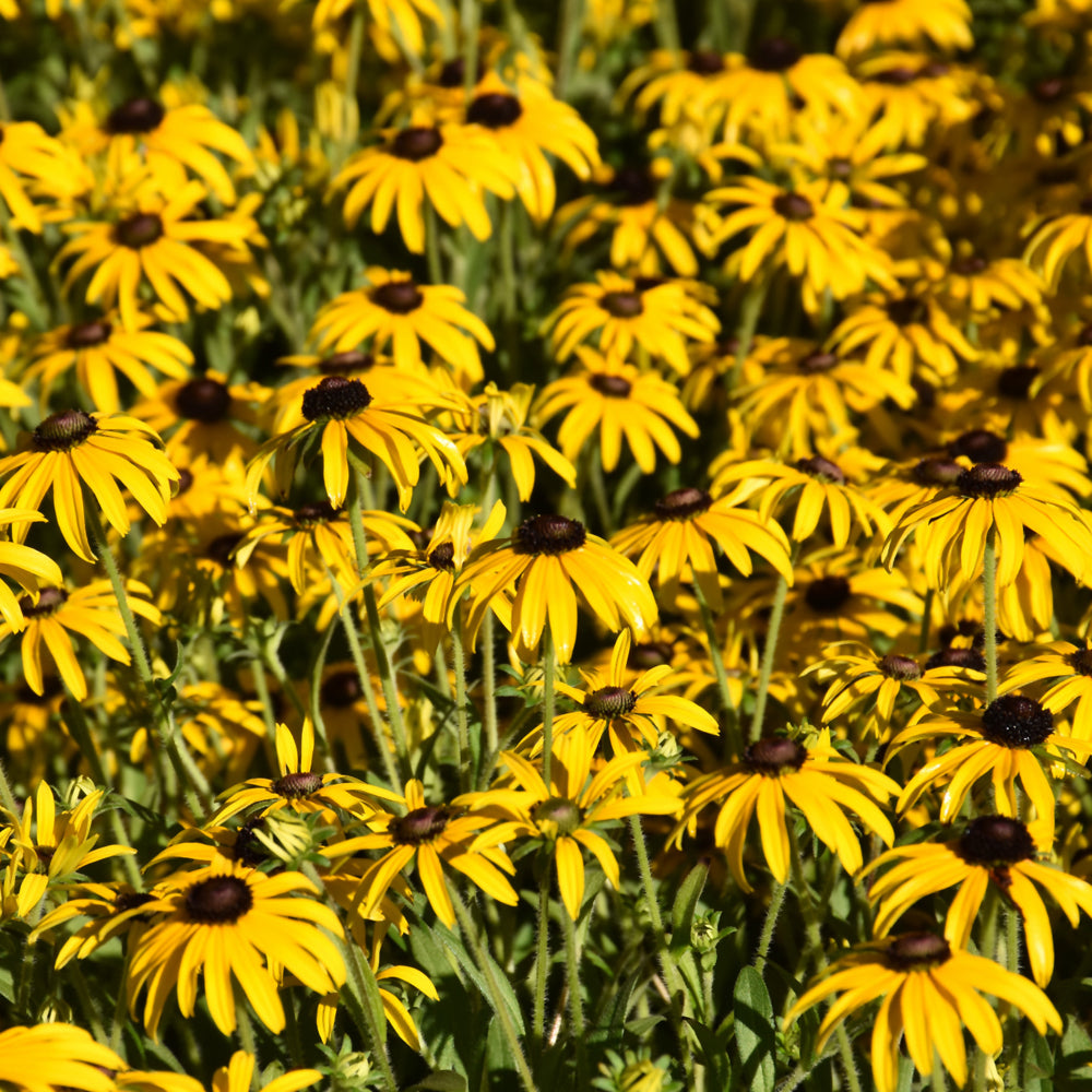 American Gold Rush Coneflower