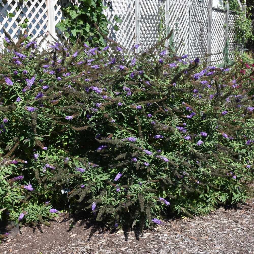 Black Knight Butterfly Bush