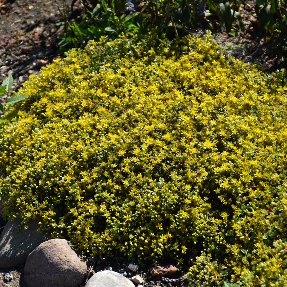Rock 'N Low™ Yellow Brick Road Stonecrop