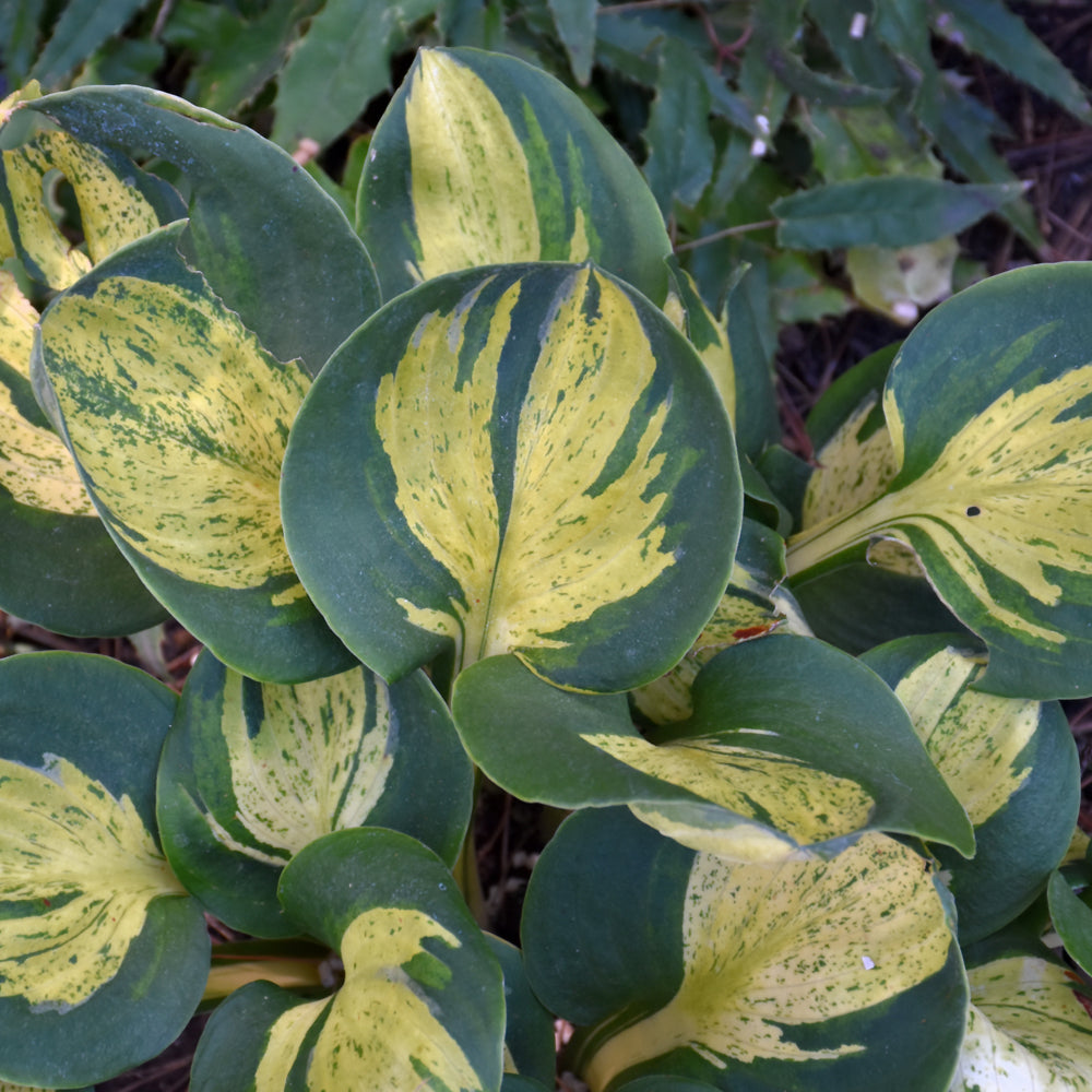 Hosta 'Mouseketeer'