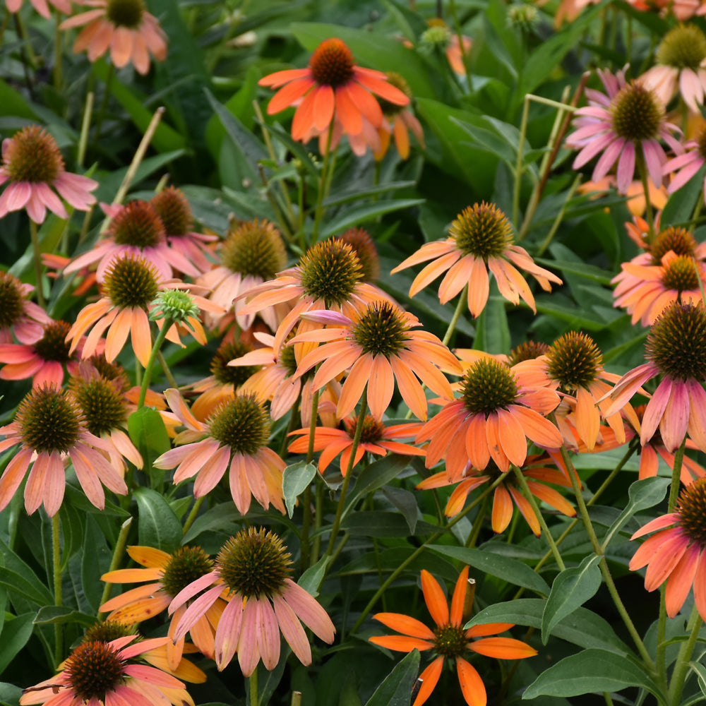 Artisan™ Soft Orange Coneflower