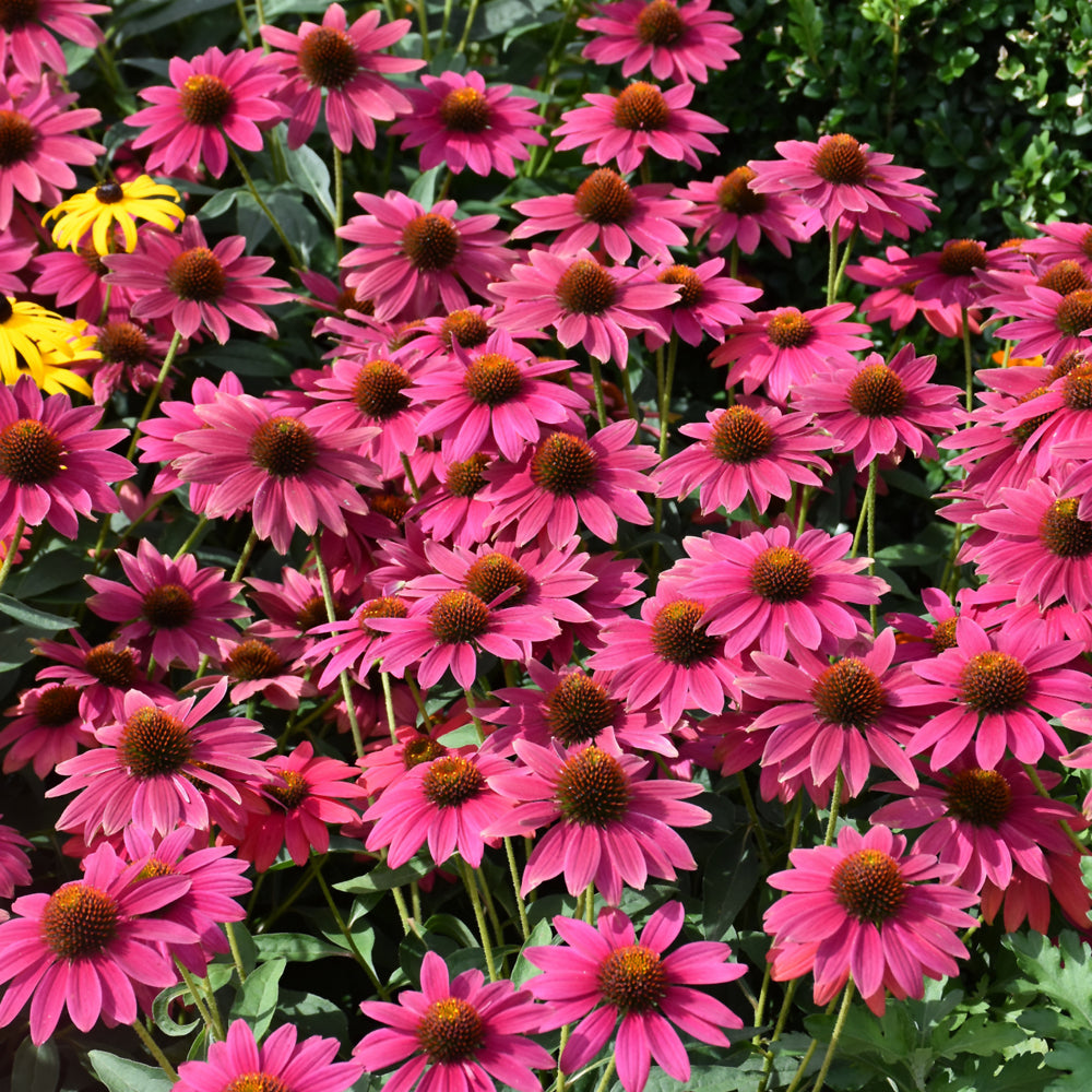 Sombrero® Tres Amigos Coneflower