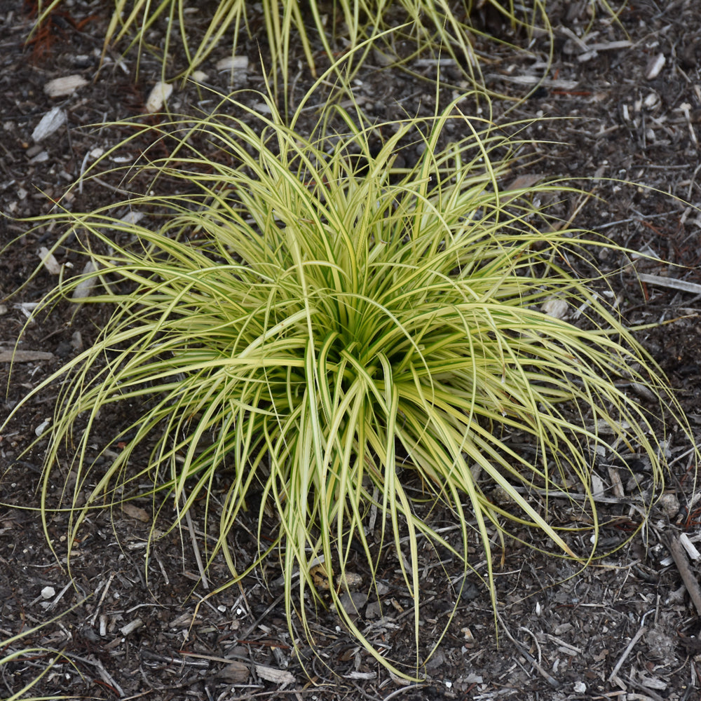 EverColor® Eversheen Japanese Sedge