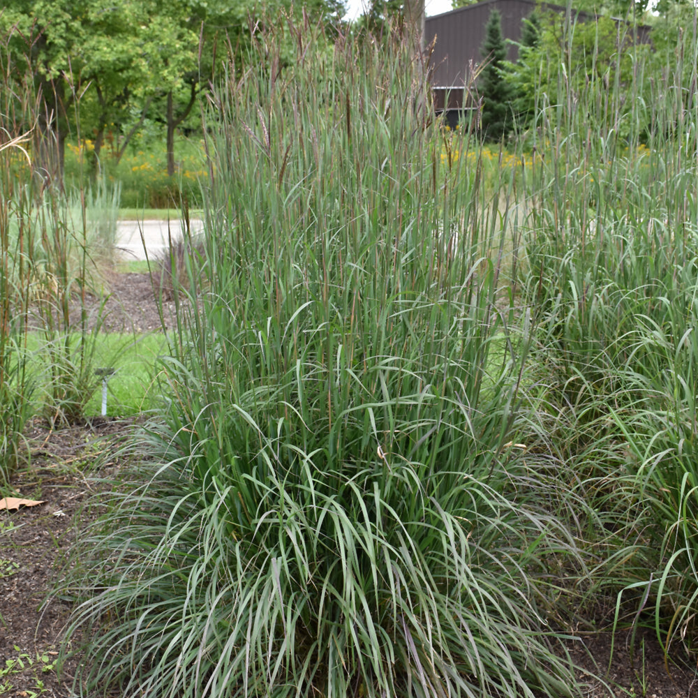 Blackhawks Bluestem