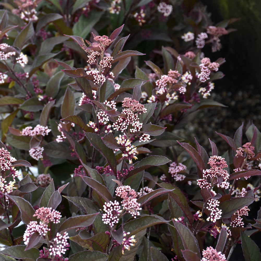 Pearl Glam® Beautyberry