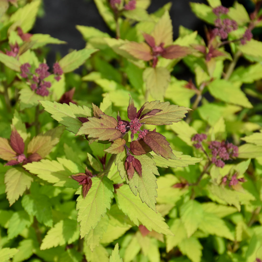 Poprocks™ Rainbow Fizz™ Spirea