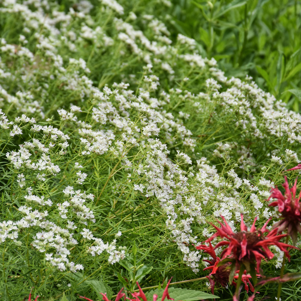 Narrow Leaf Mountain Mint