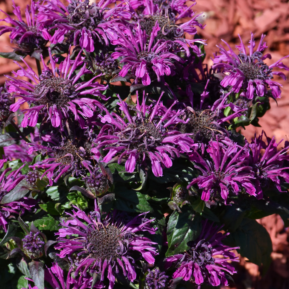 Rockin' Raspberry Beebalm