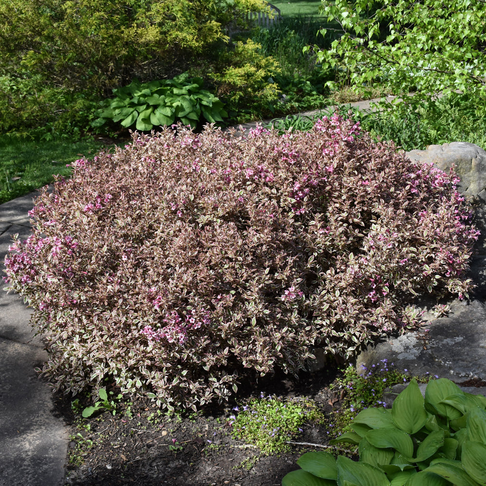 My Monet Purple Effect® Weigela