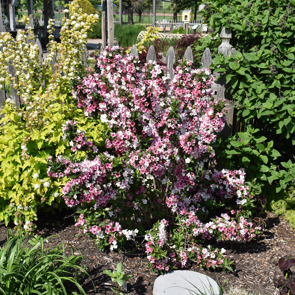 Czechmark Trilogy® Weigela