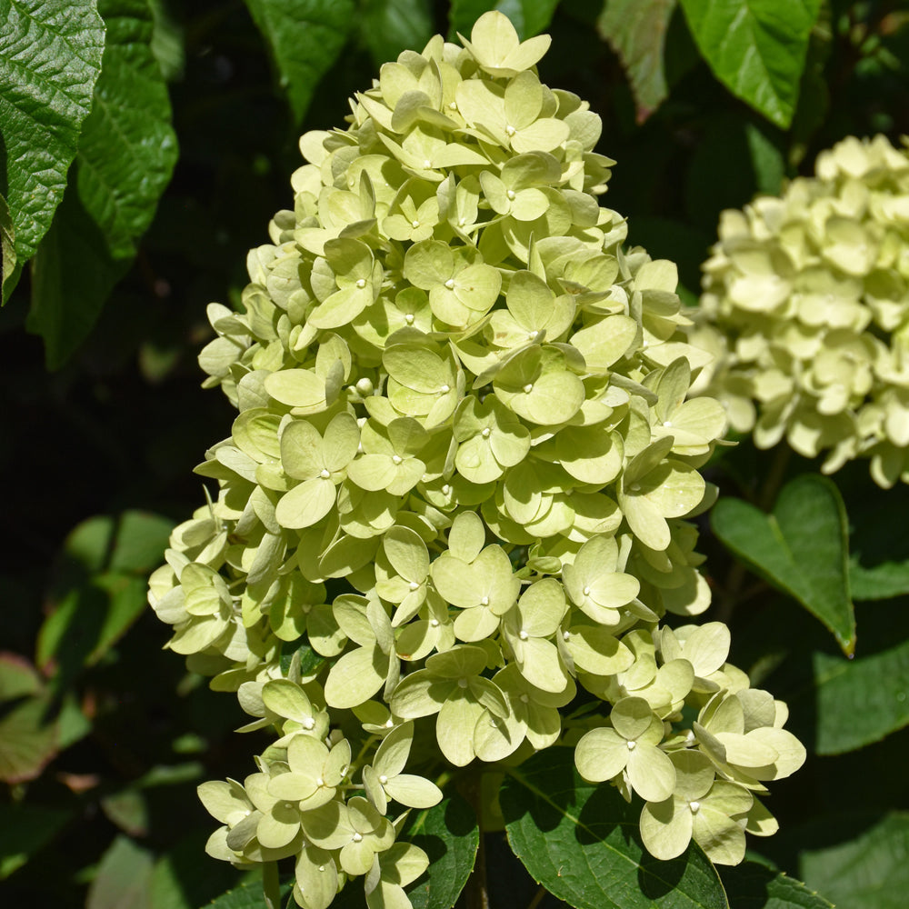 Hydrangea paniculata 'HYLV17522'