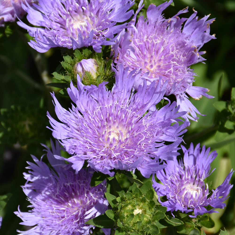 Stokesia laevis 'Riptide'