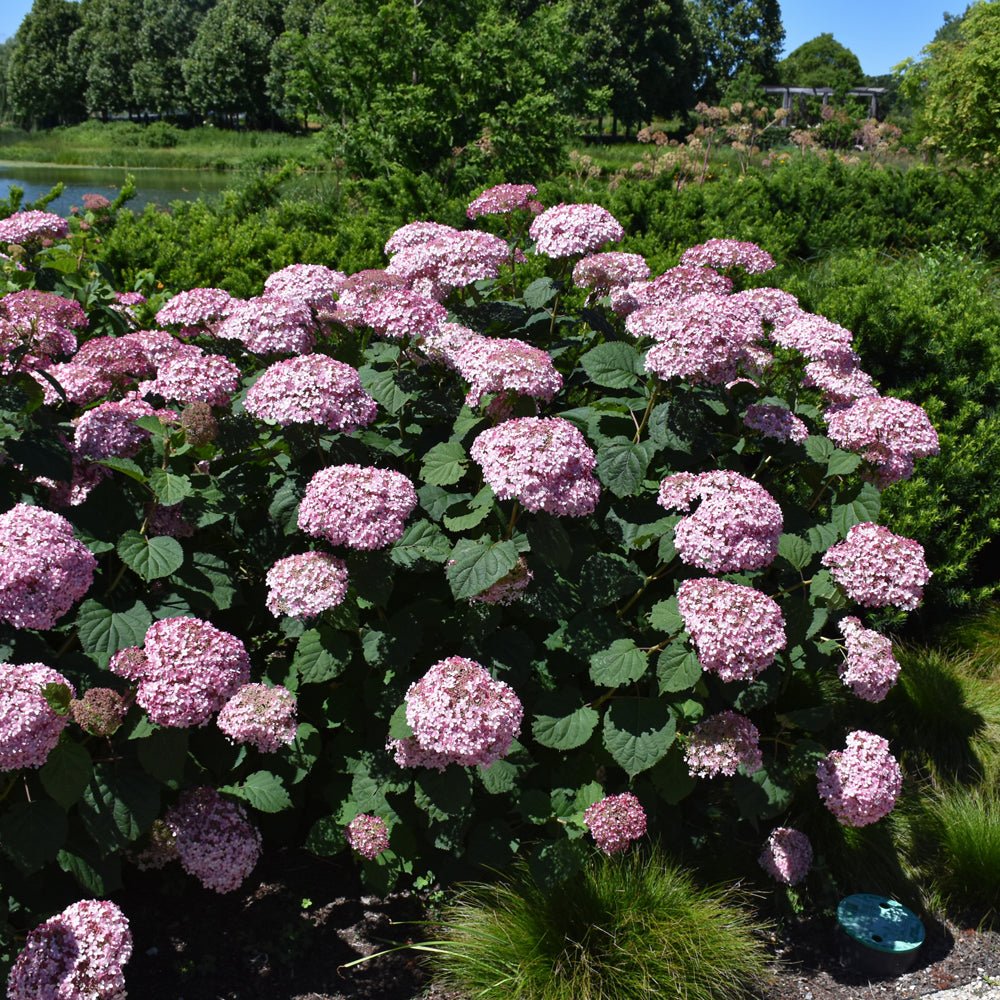 Invincibelle® Spirit II Hydrangea