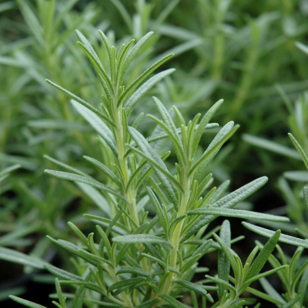 Herbs – Weston Nurseries