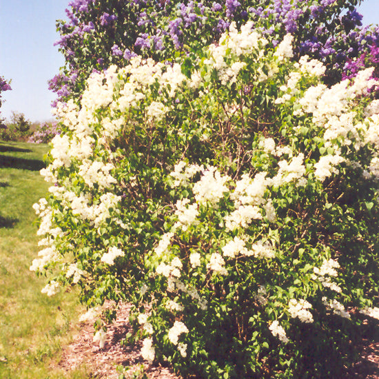 Syringa vulgaris 'Primrose'