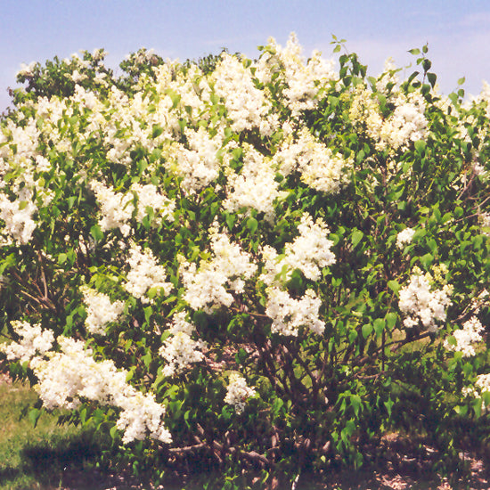 Mount Baker Lilac